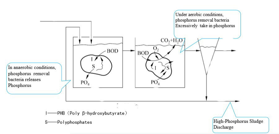 Phoporous removal process